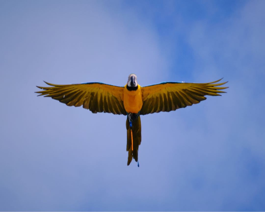 The flying parrot