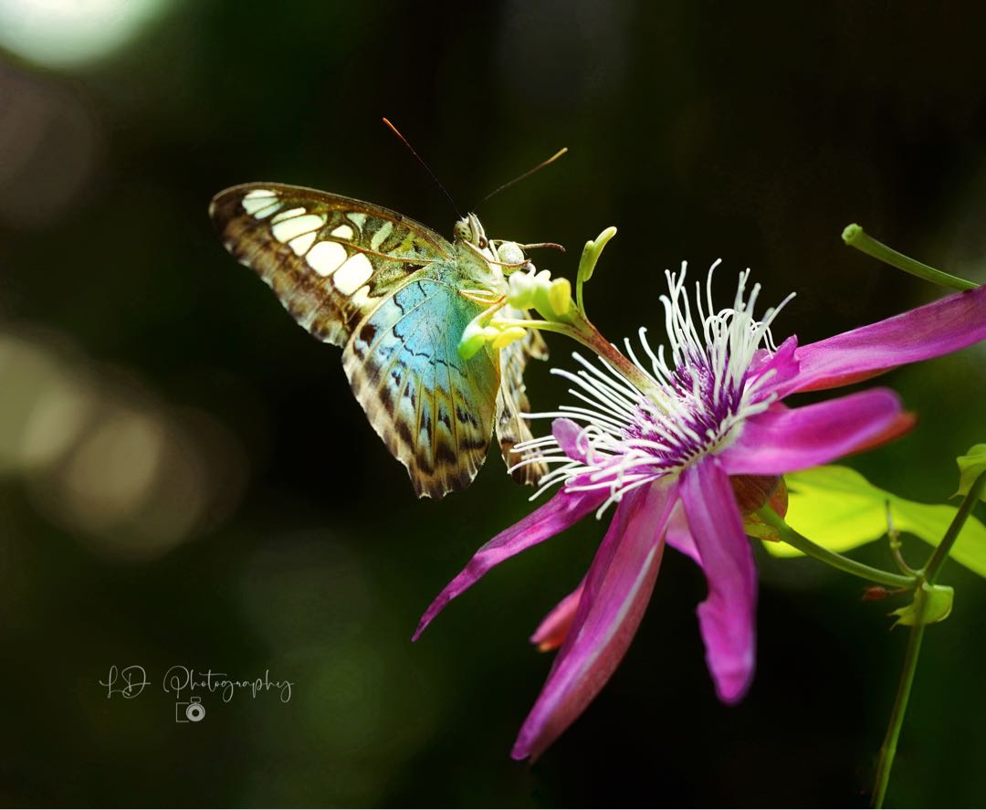 Butterfly Parthenos Sylvia