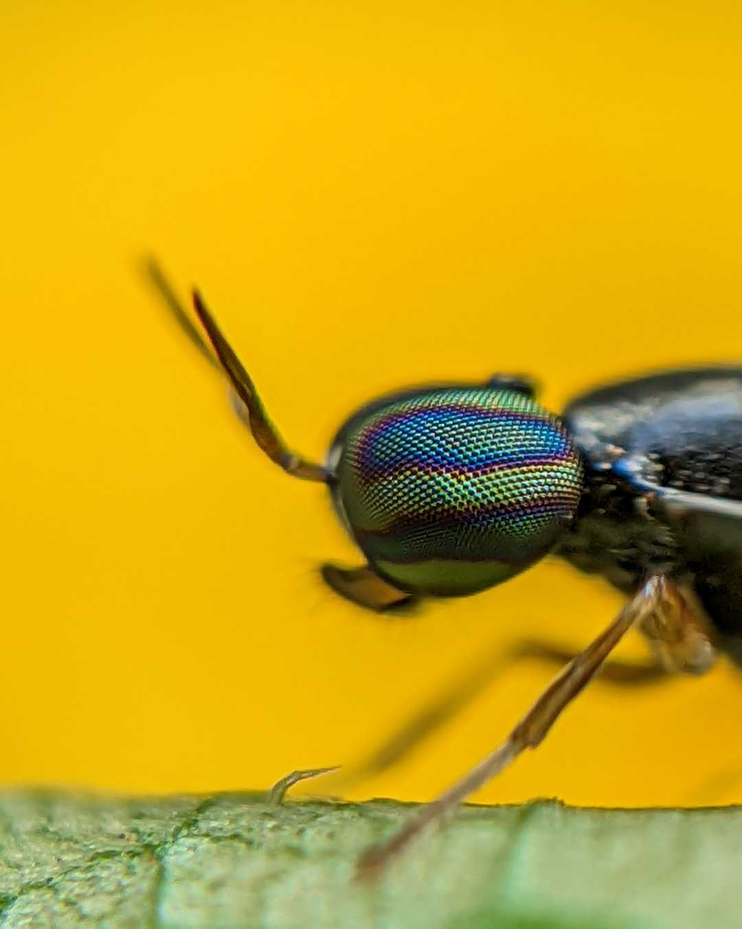 Soldier flies 📸