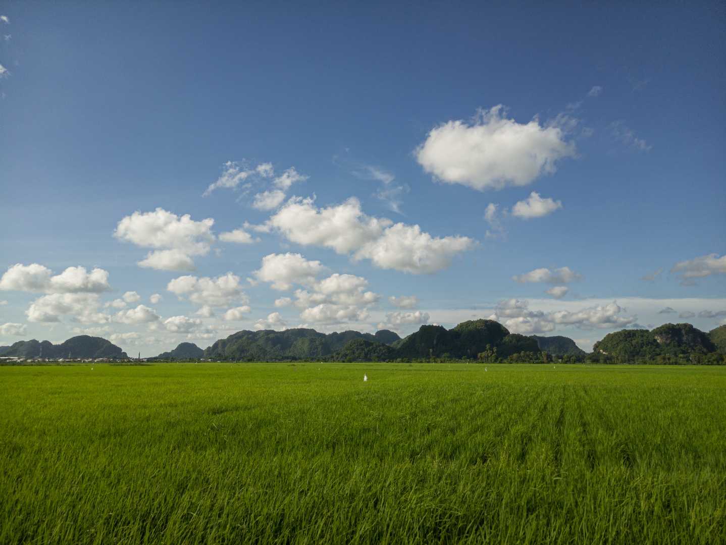 View Hamparan Sawah di Daerah Pangkep