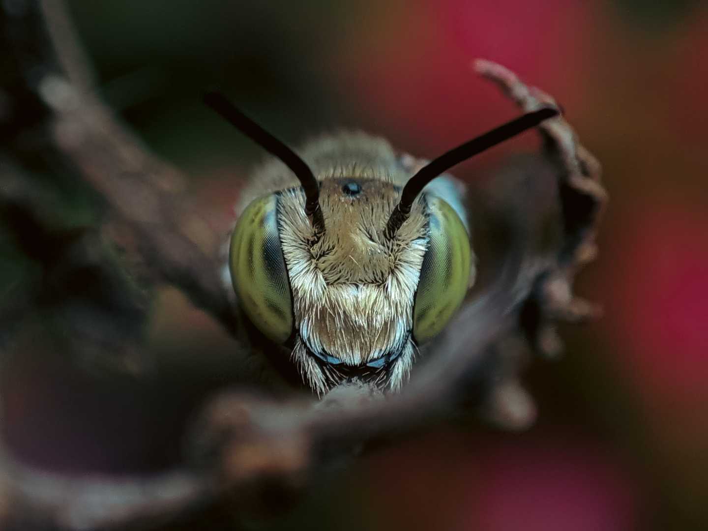 MEGACHILE