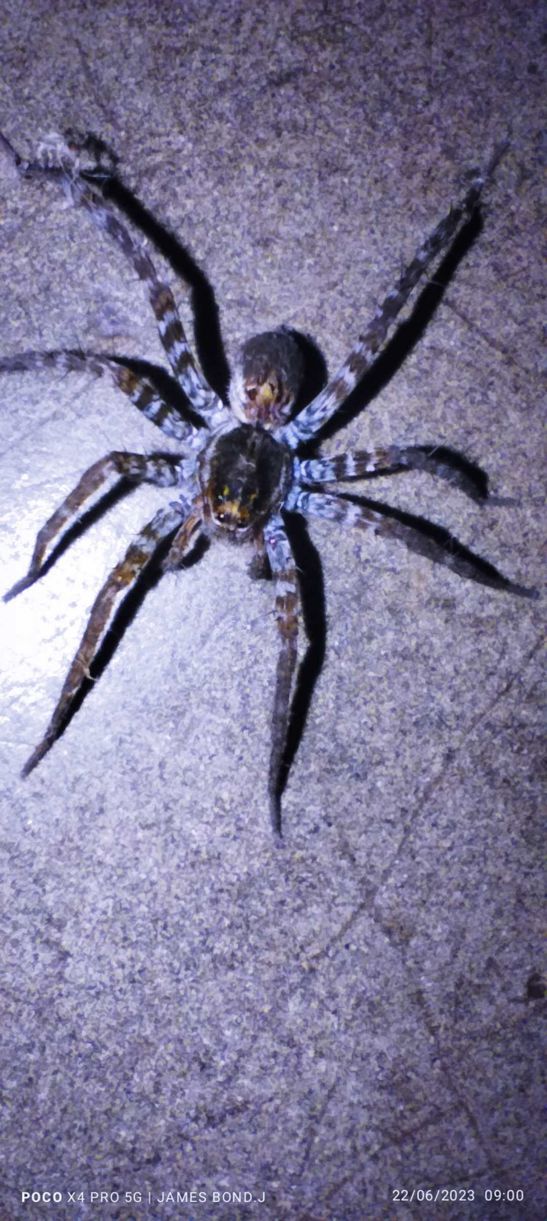 spider 🕷️