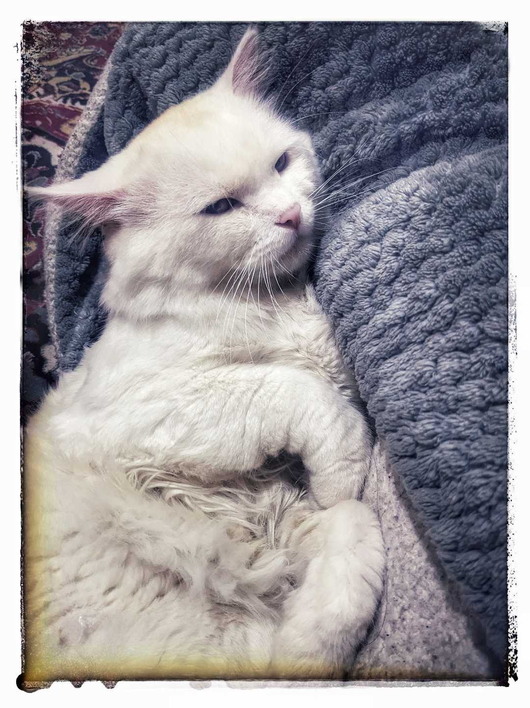 cat