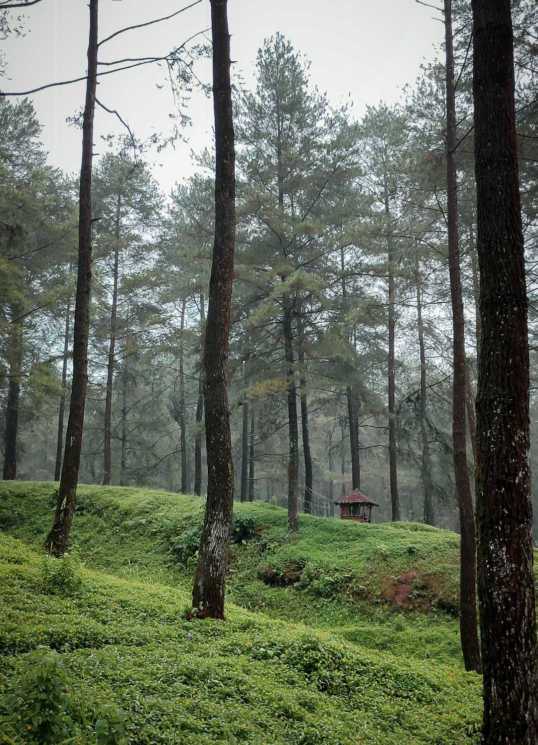 Limpakuwus Pine Forests 
