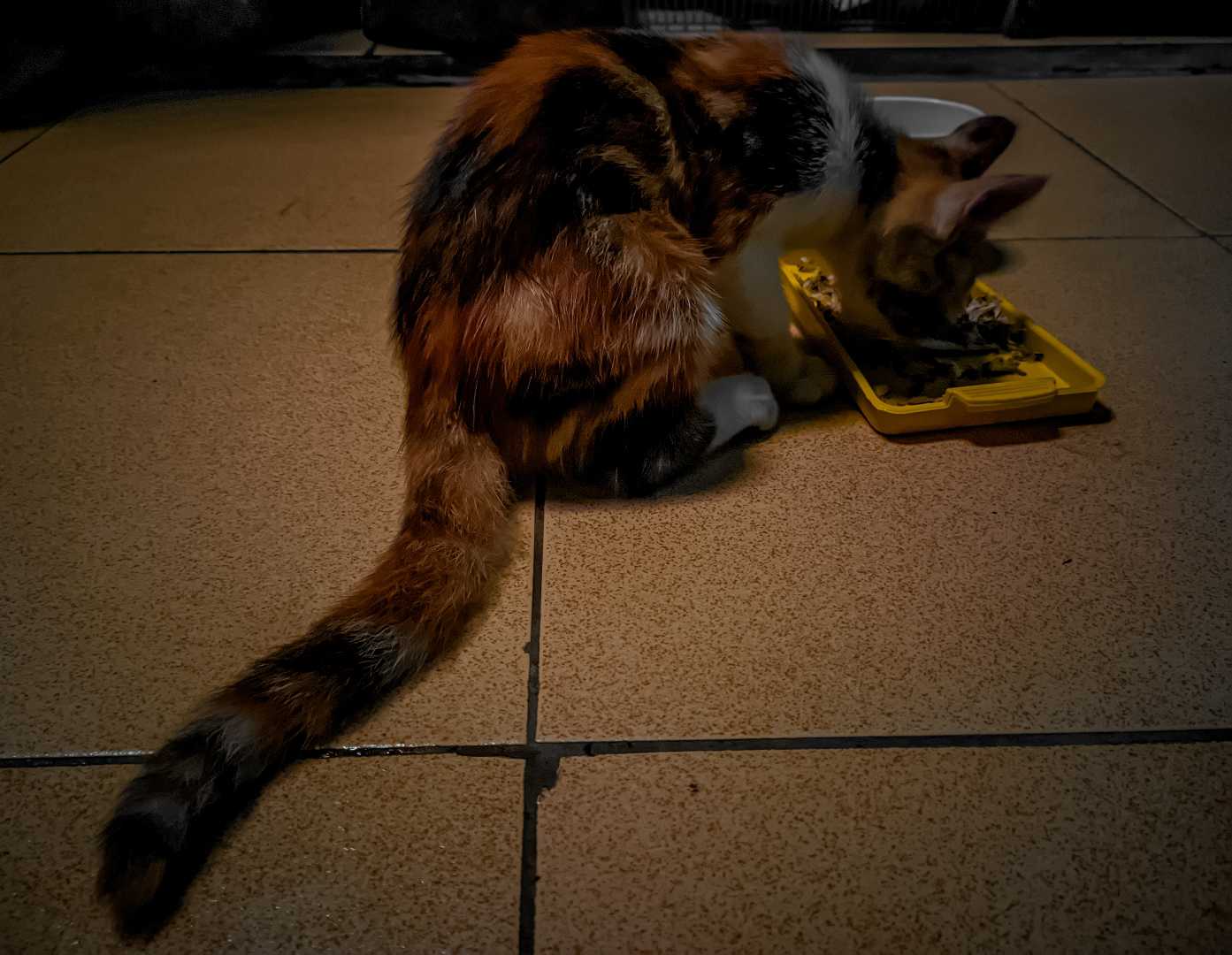 Hatori cat 🙂