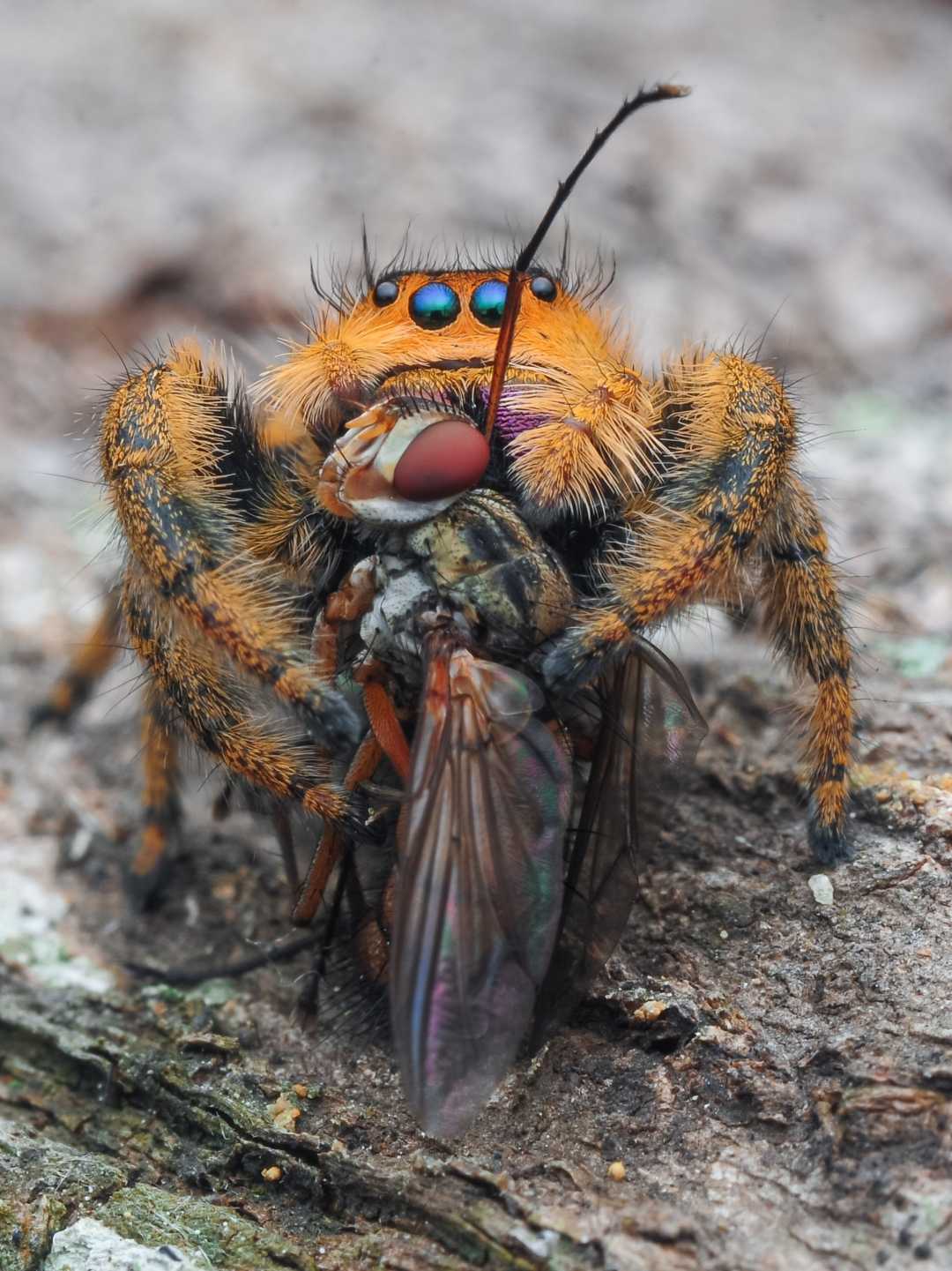 phidippus regius female
