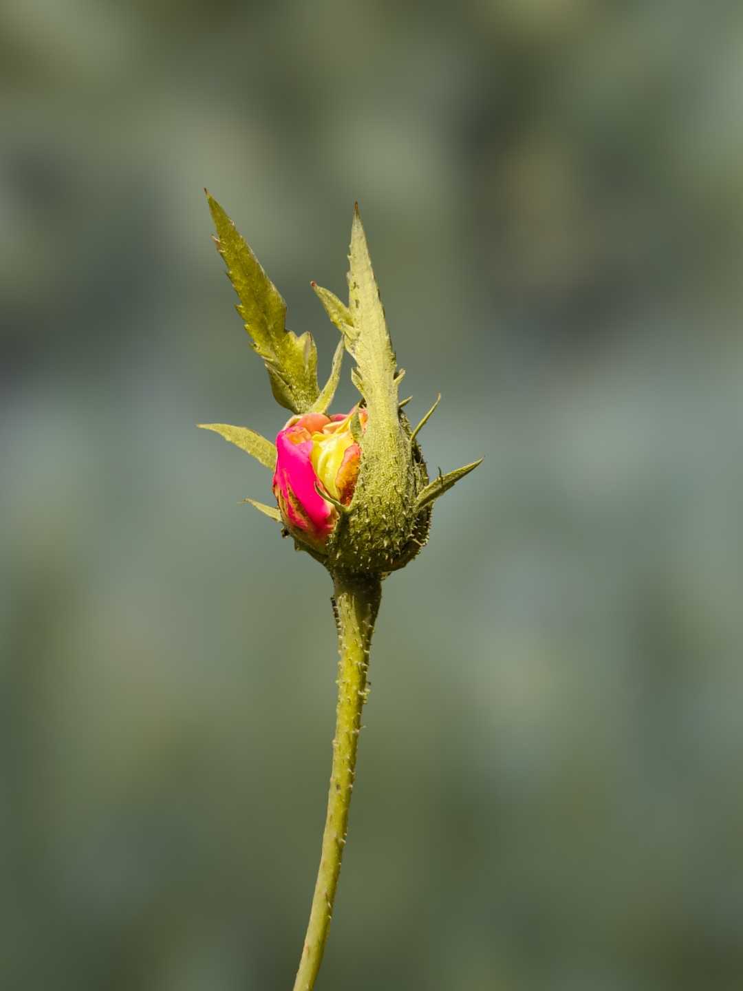 Rose Bud🌷❤️
