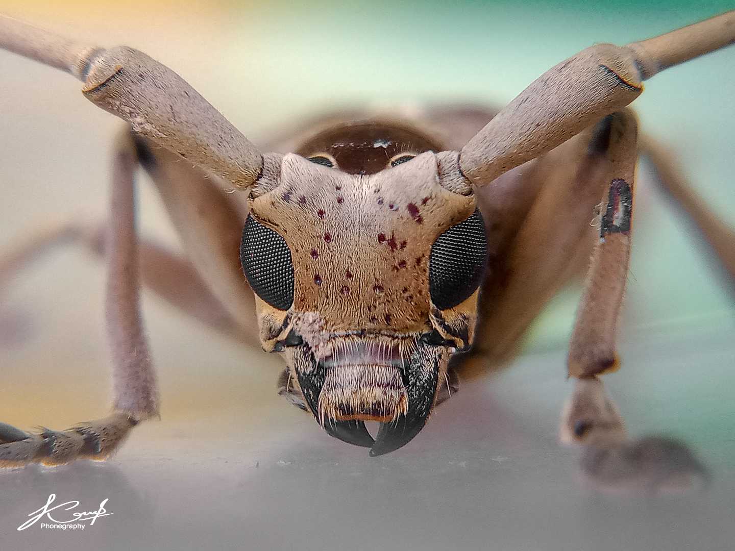 Acalolepta