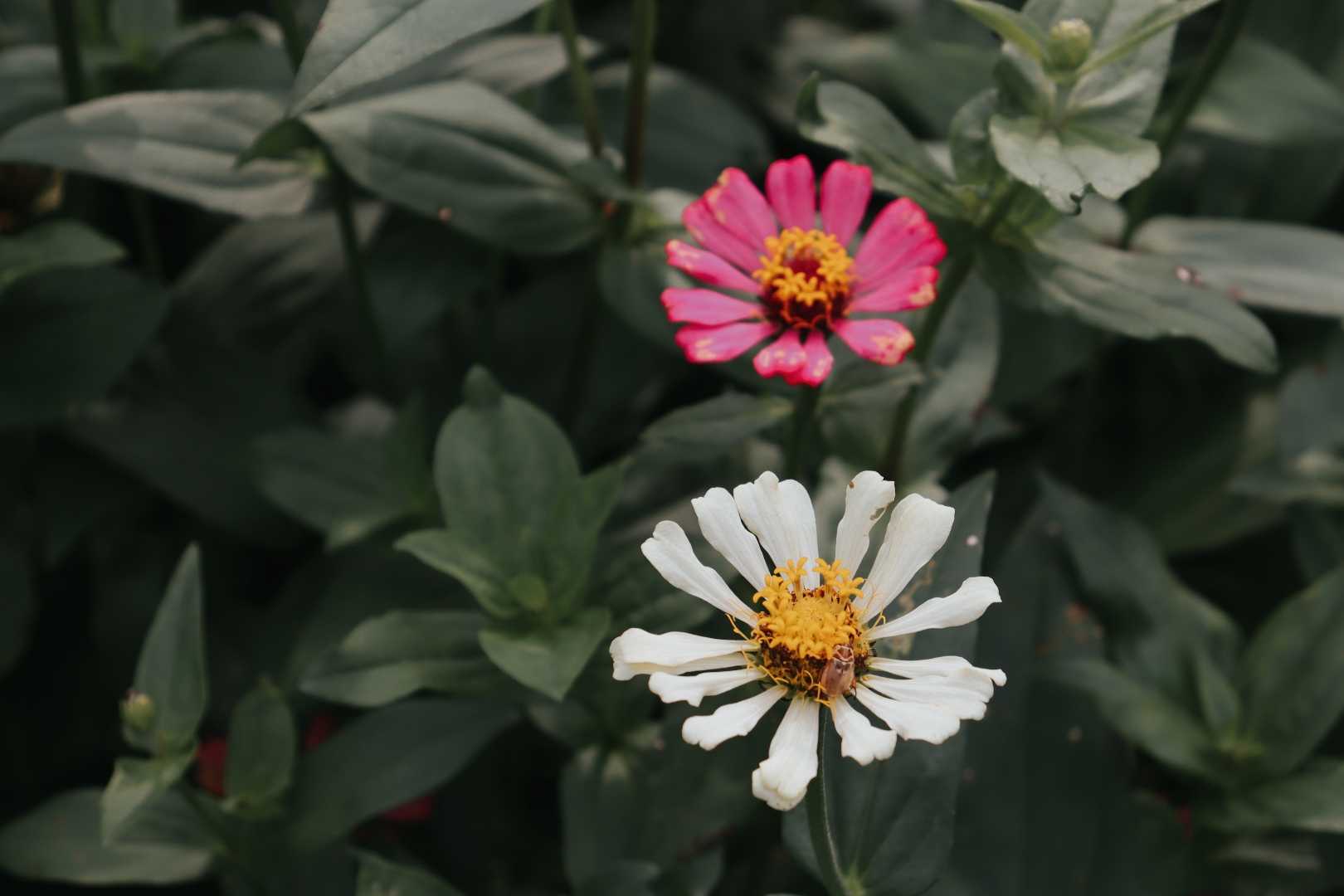 ZINNIA