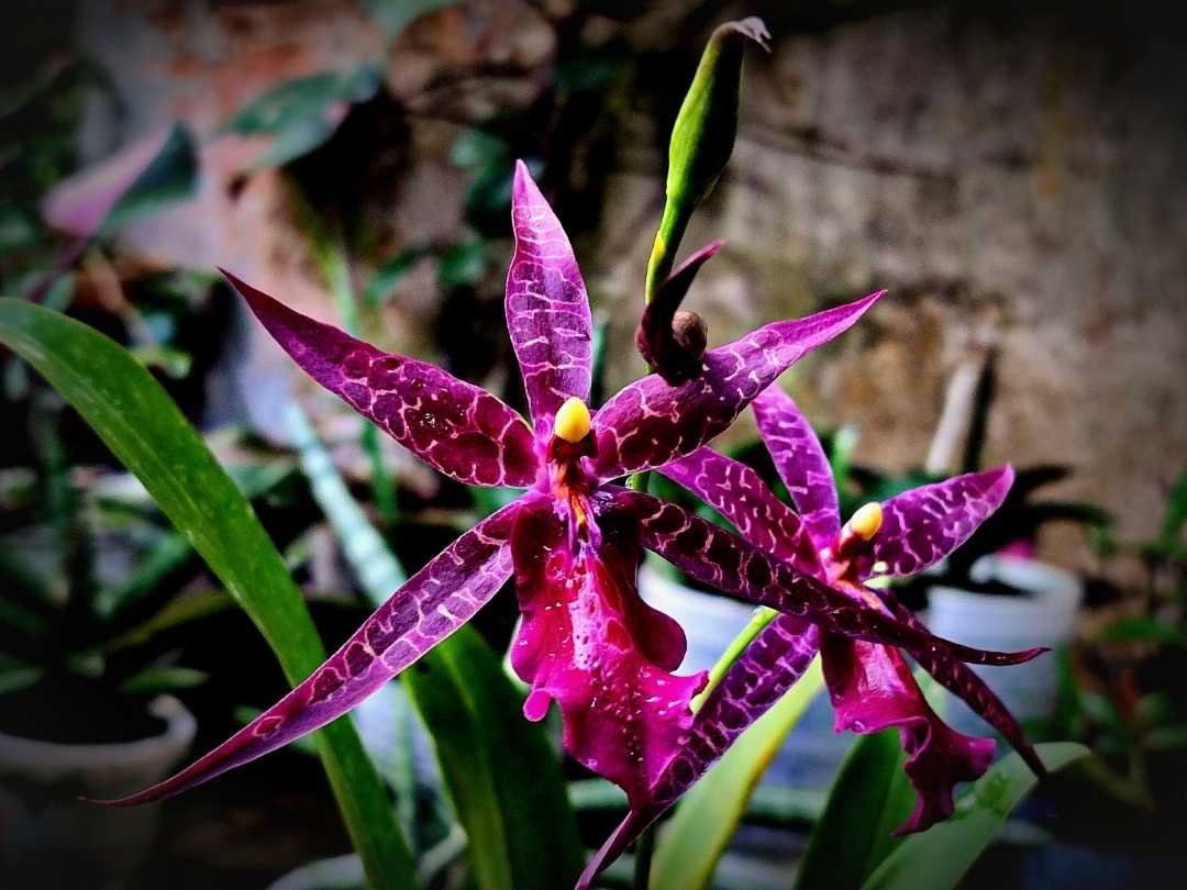 anggrek oncidium aliceara sunday