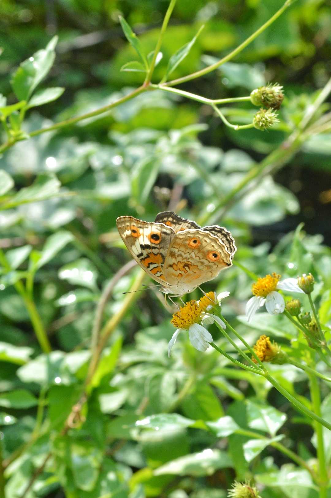 Junonia Orithya (Kupu kupu)