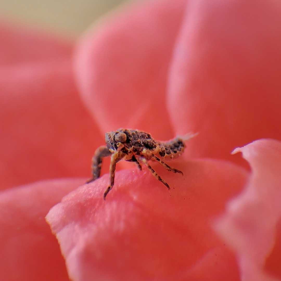 treehopper nymph