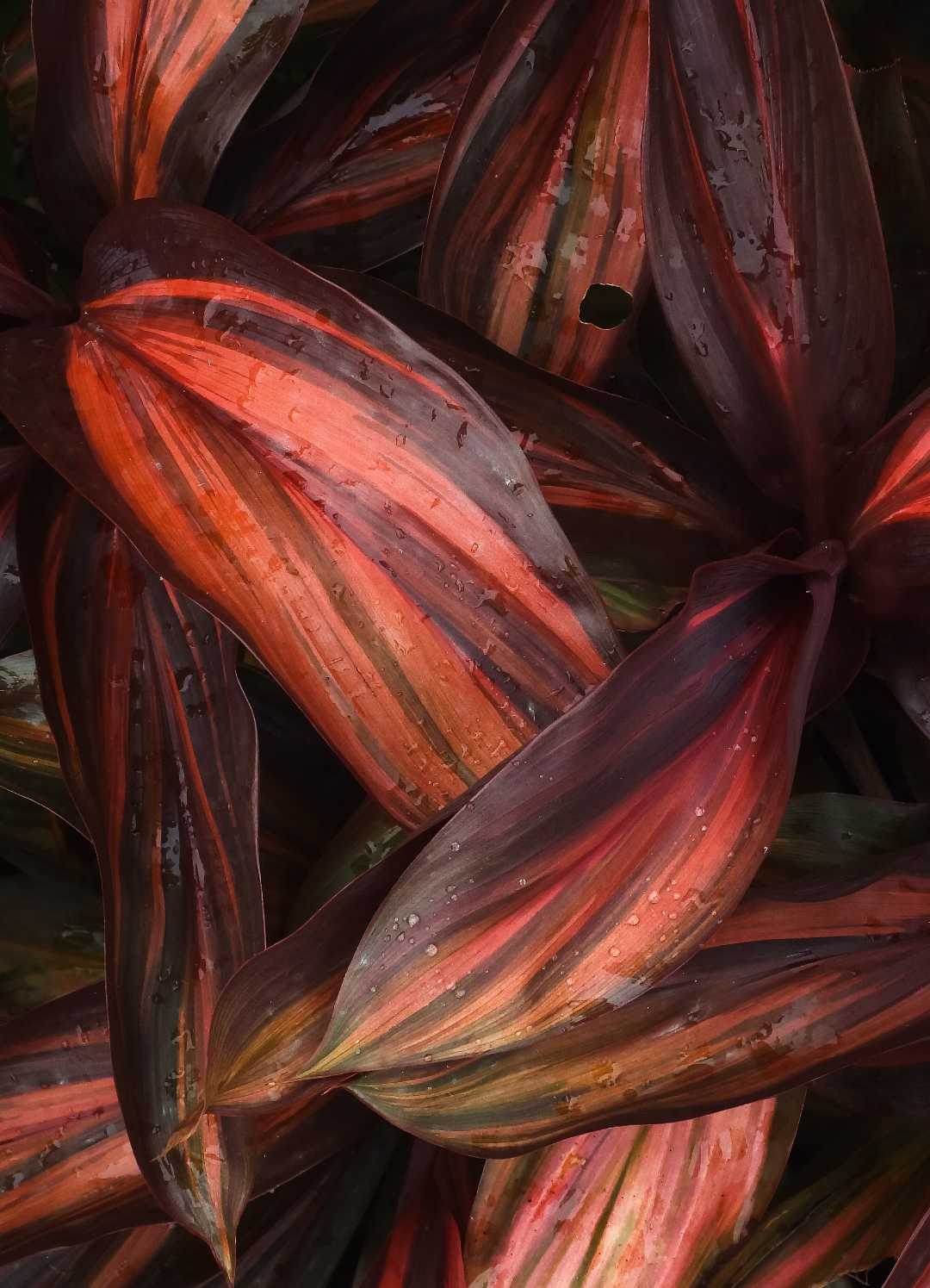Vibrant Red 