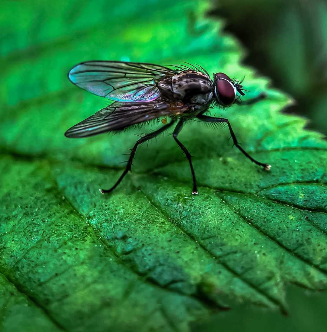 Macro Dragonfly