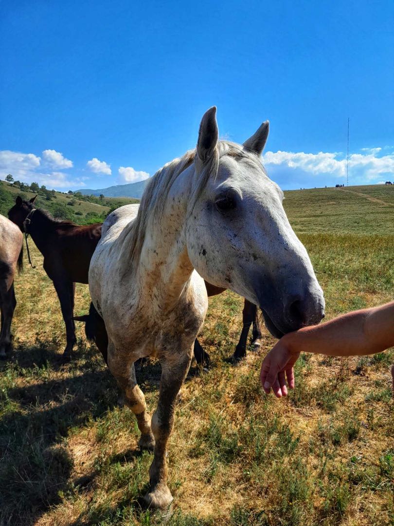 So beautiful feeling to pet the wild horses