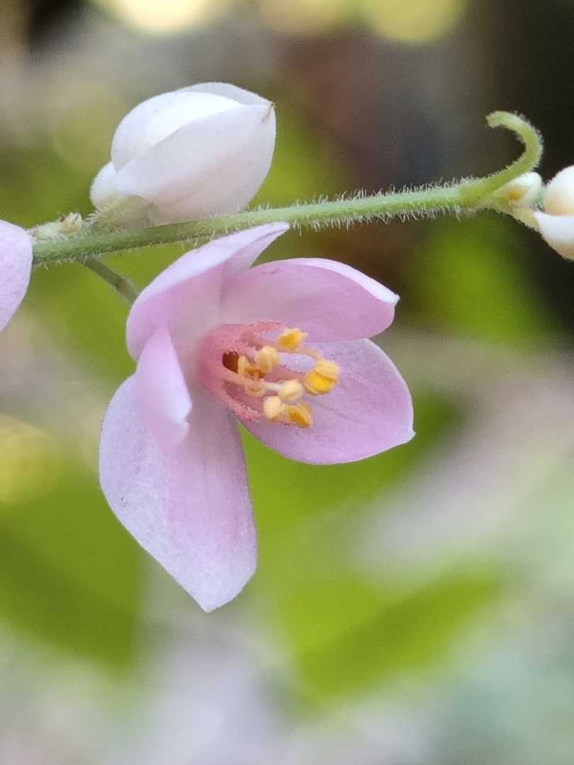 Antigonon leptopus.