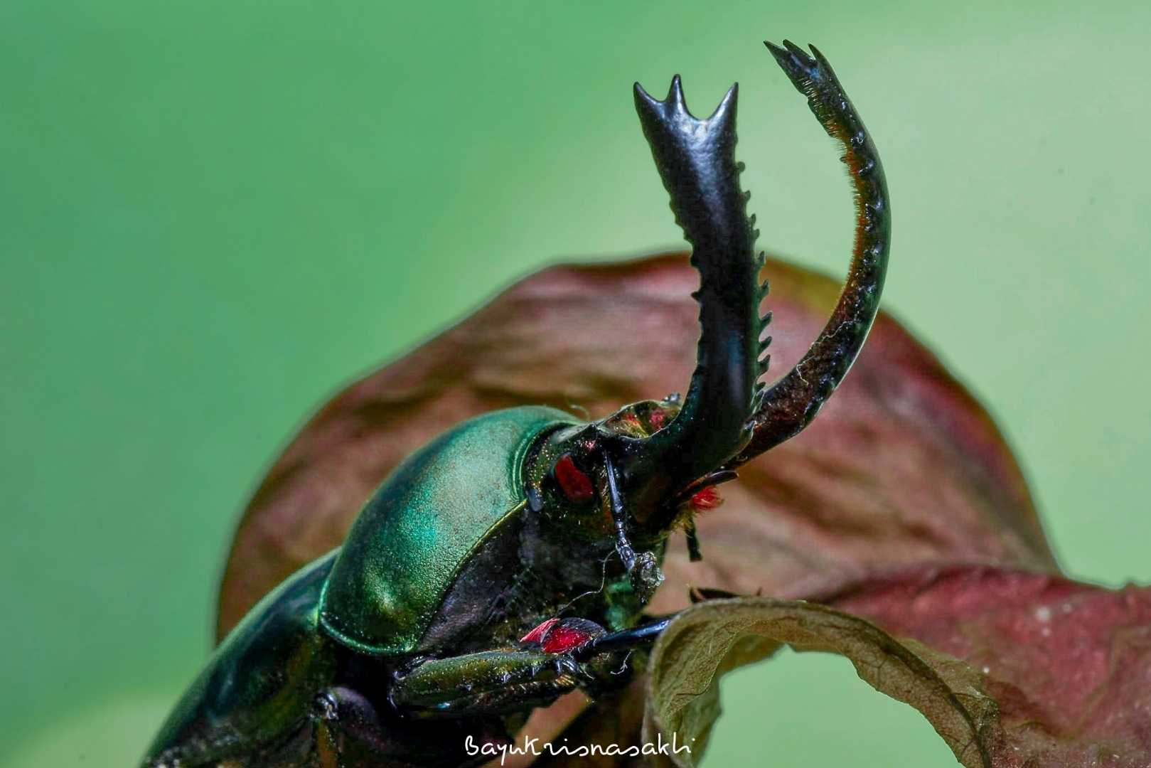 Photo Macro
