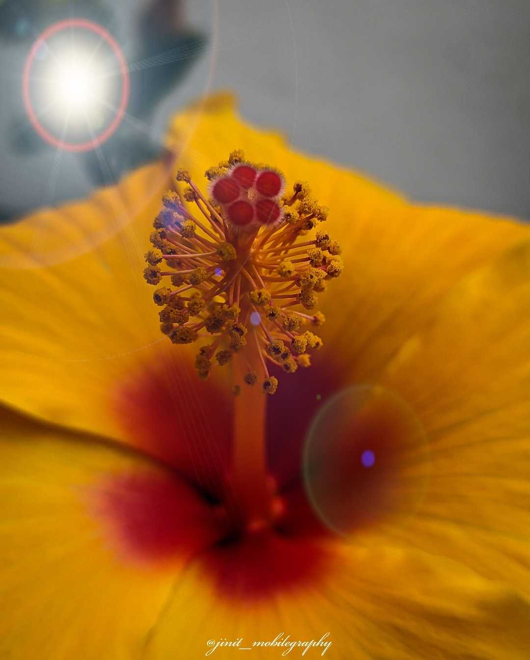 Macro Photography