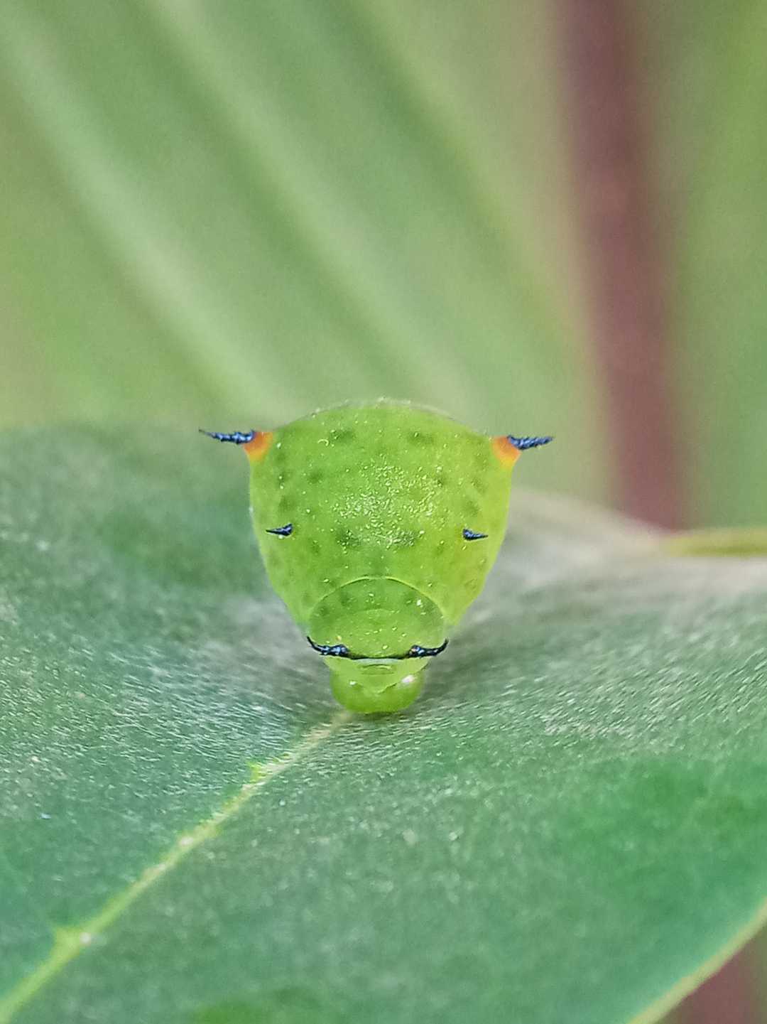 ulat pada daun sirsak