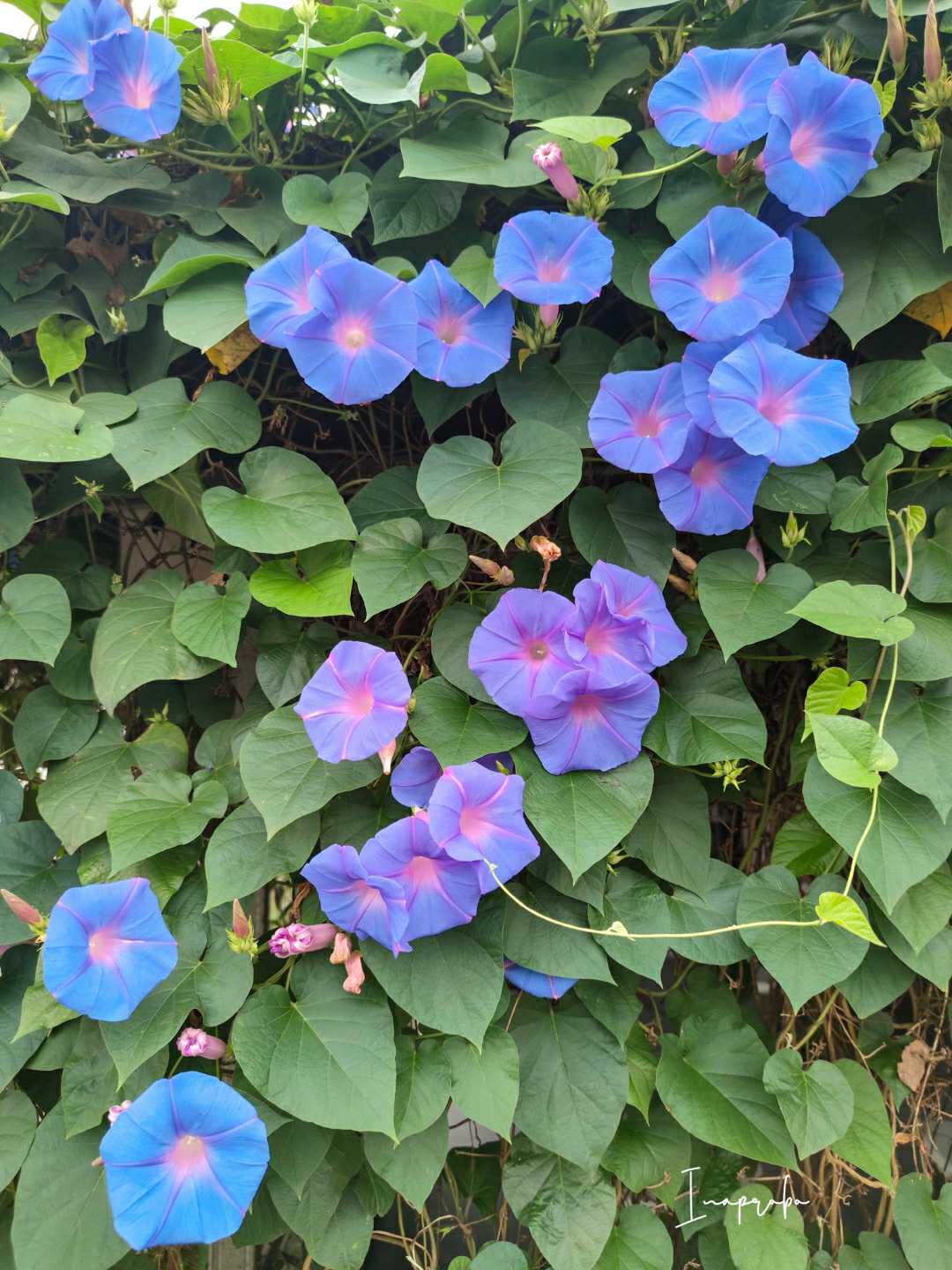 Morning Glory