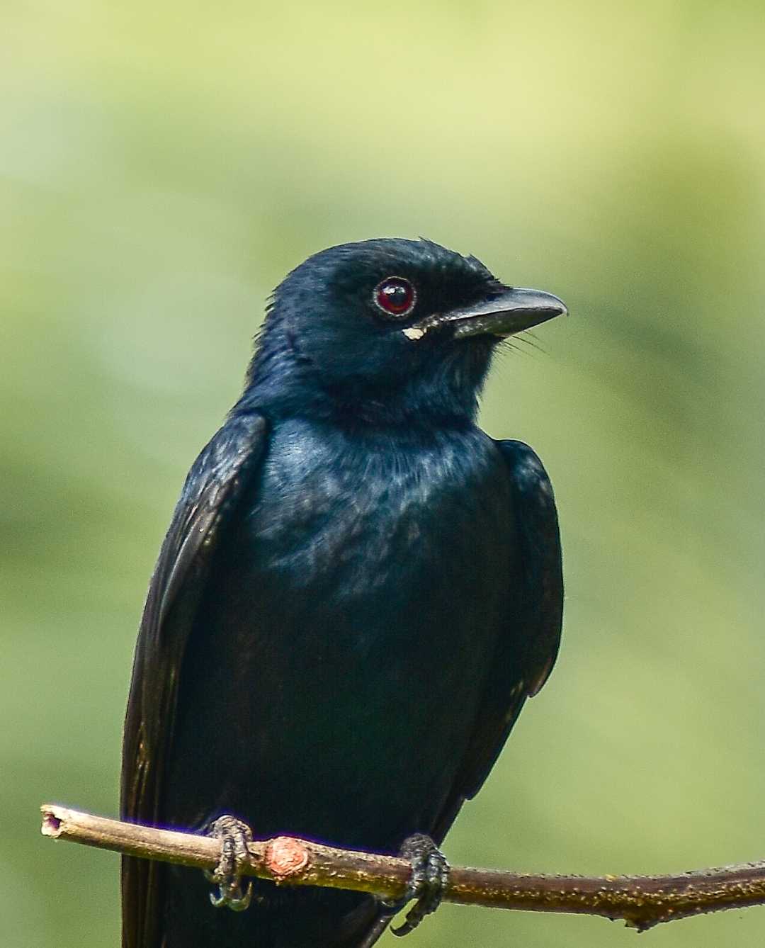 Black Beauty