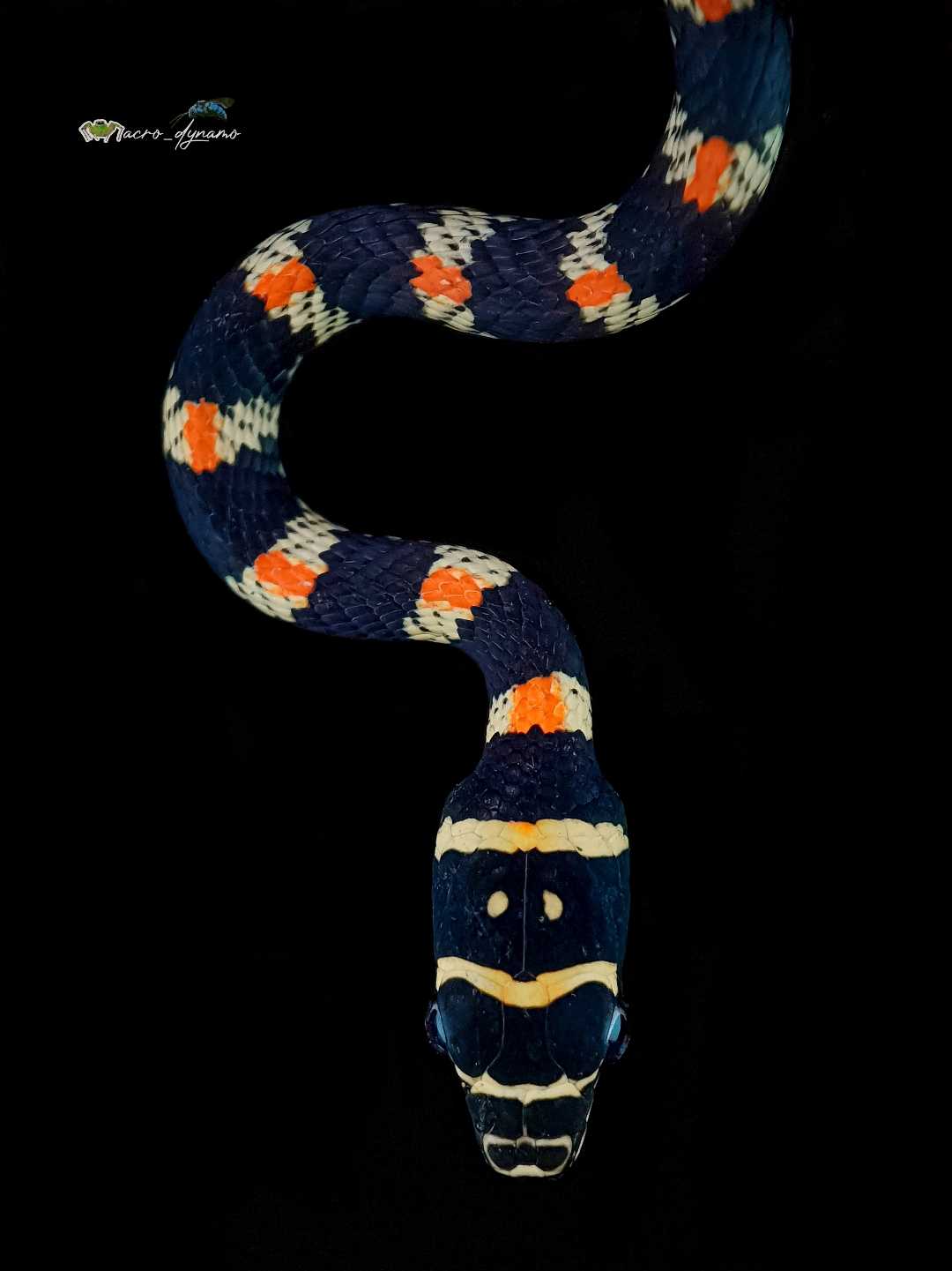Ornate flying snake 