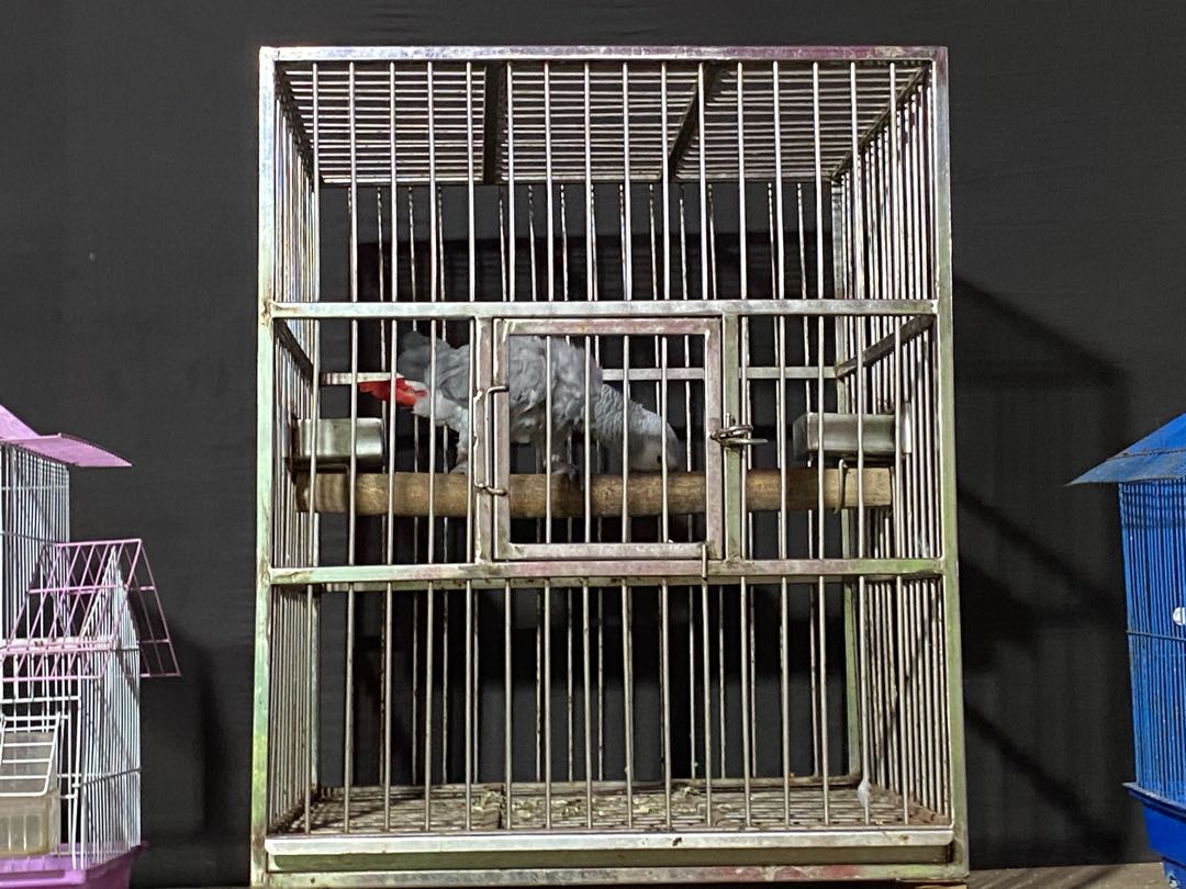Parrot 