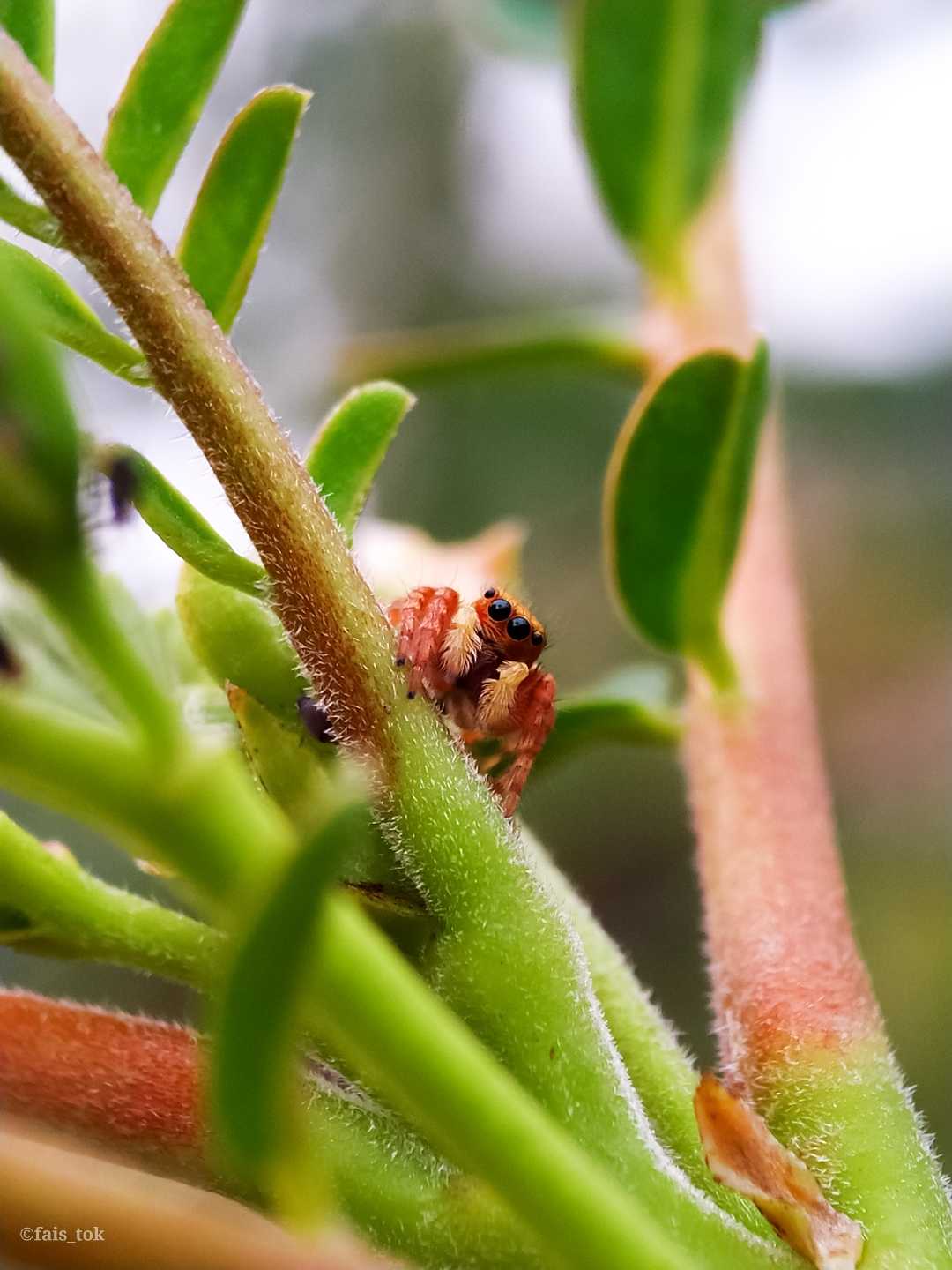macro flora/fauna (Nature)