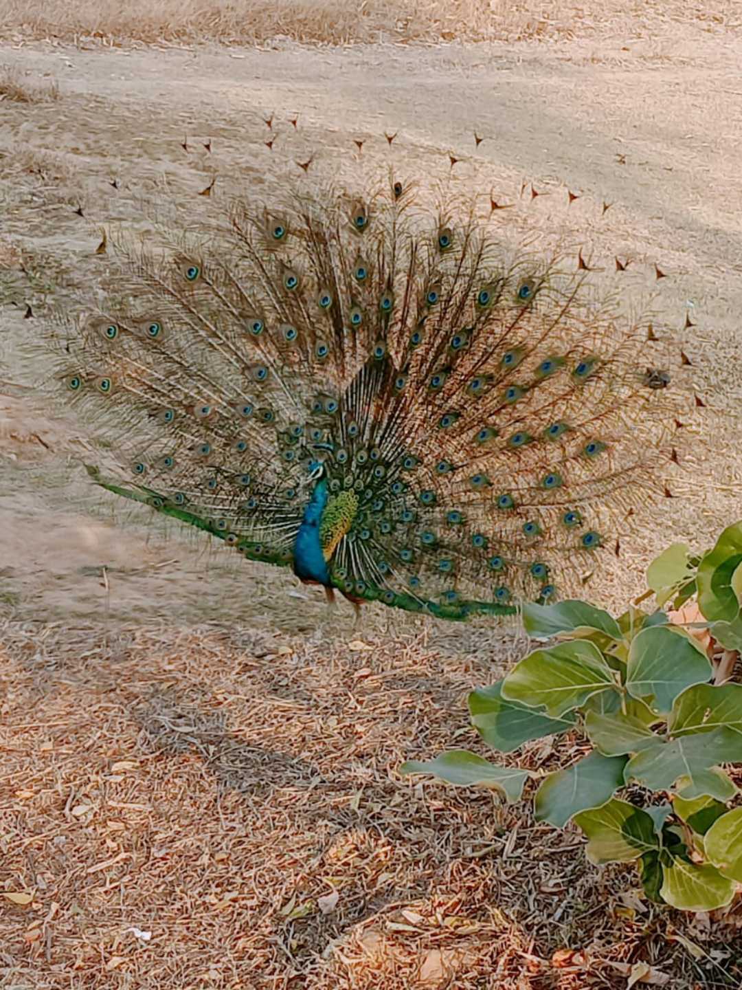 Peacock 🥰