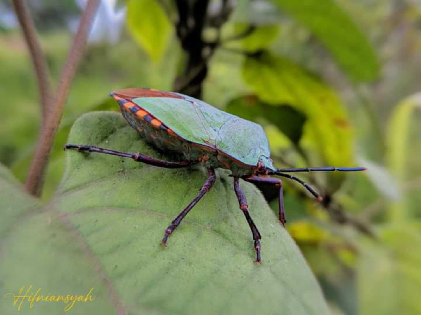 kepik hijau 🐝
