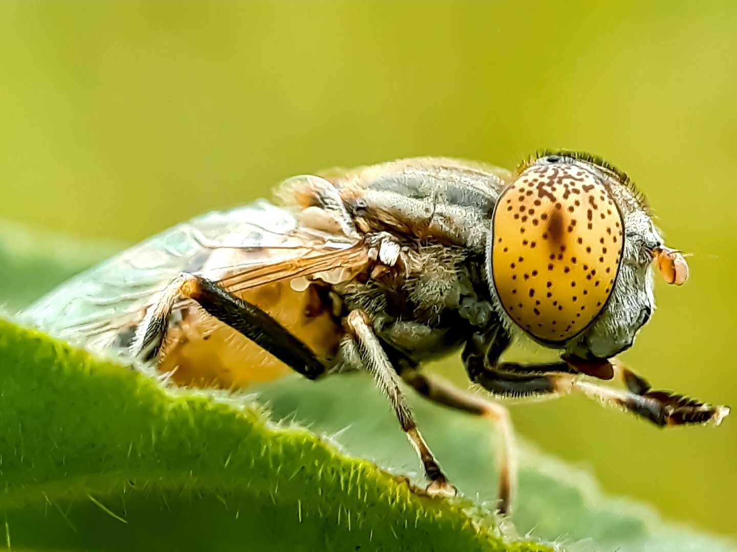 Eristalinus aeneus