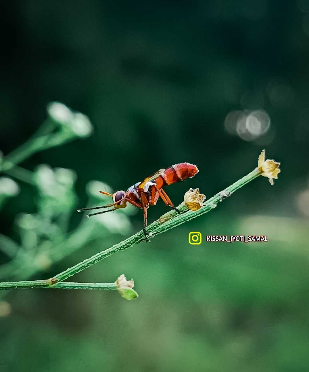 insect photography ❤️