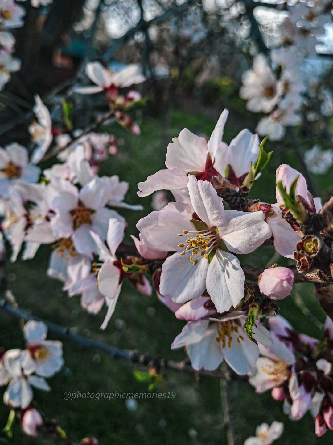 Spring In KASHMIR 