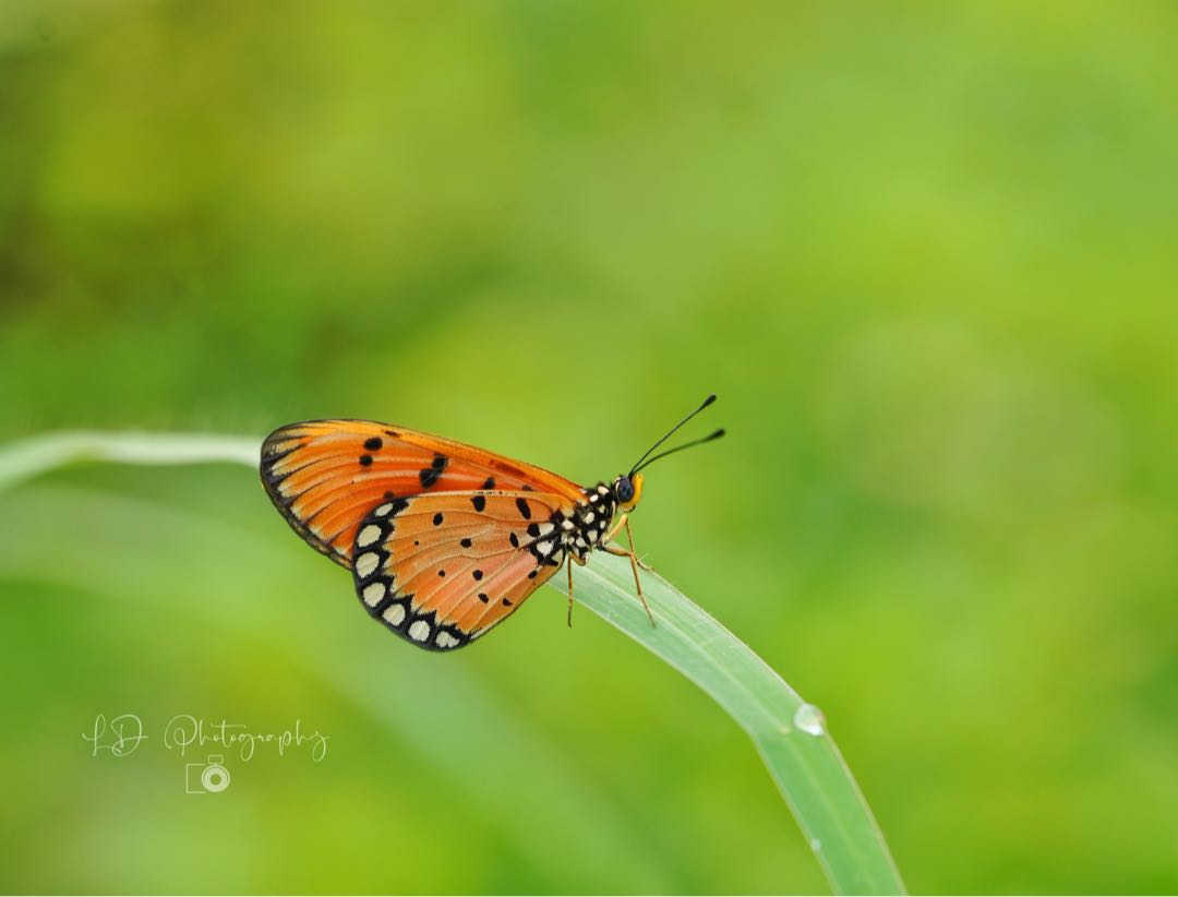 Tawny Coster (Acraea tepsicore)