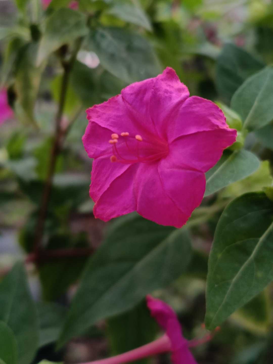 bunga pukul empat 