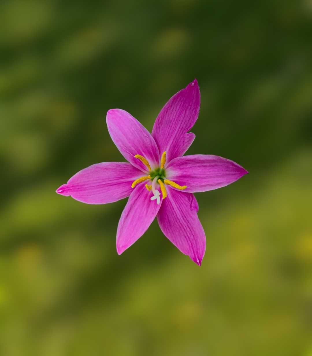 Zephyranthes Rosea🌸💖