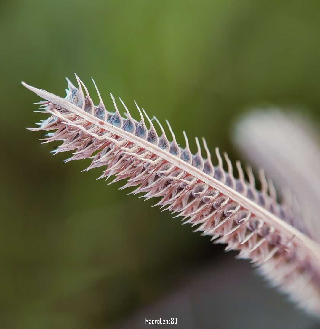 Dactyloctenium