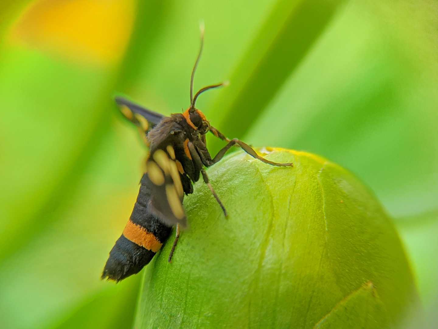 macro photography
