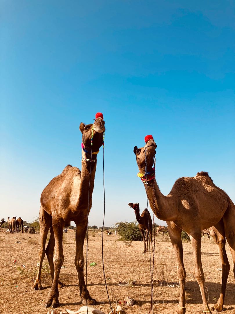 🐪
