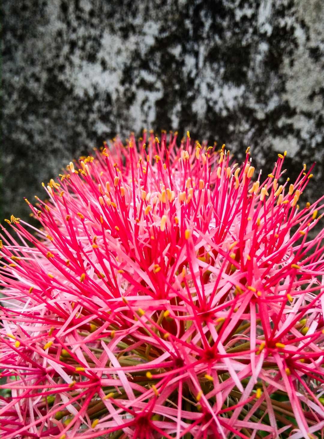 Blood Lily❤️