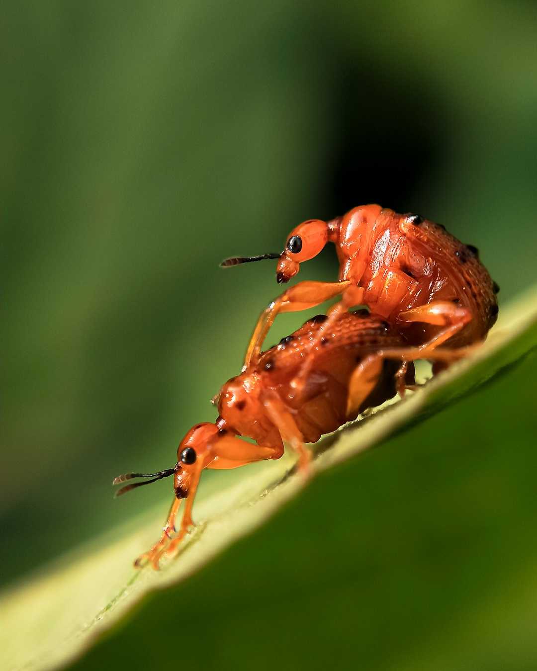 Leaf Rolling Weevils
