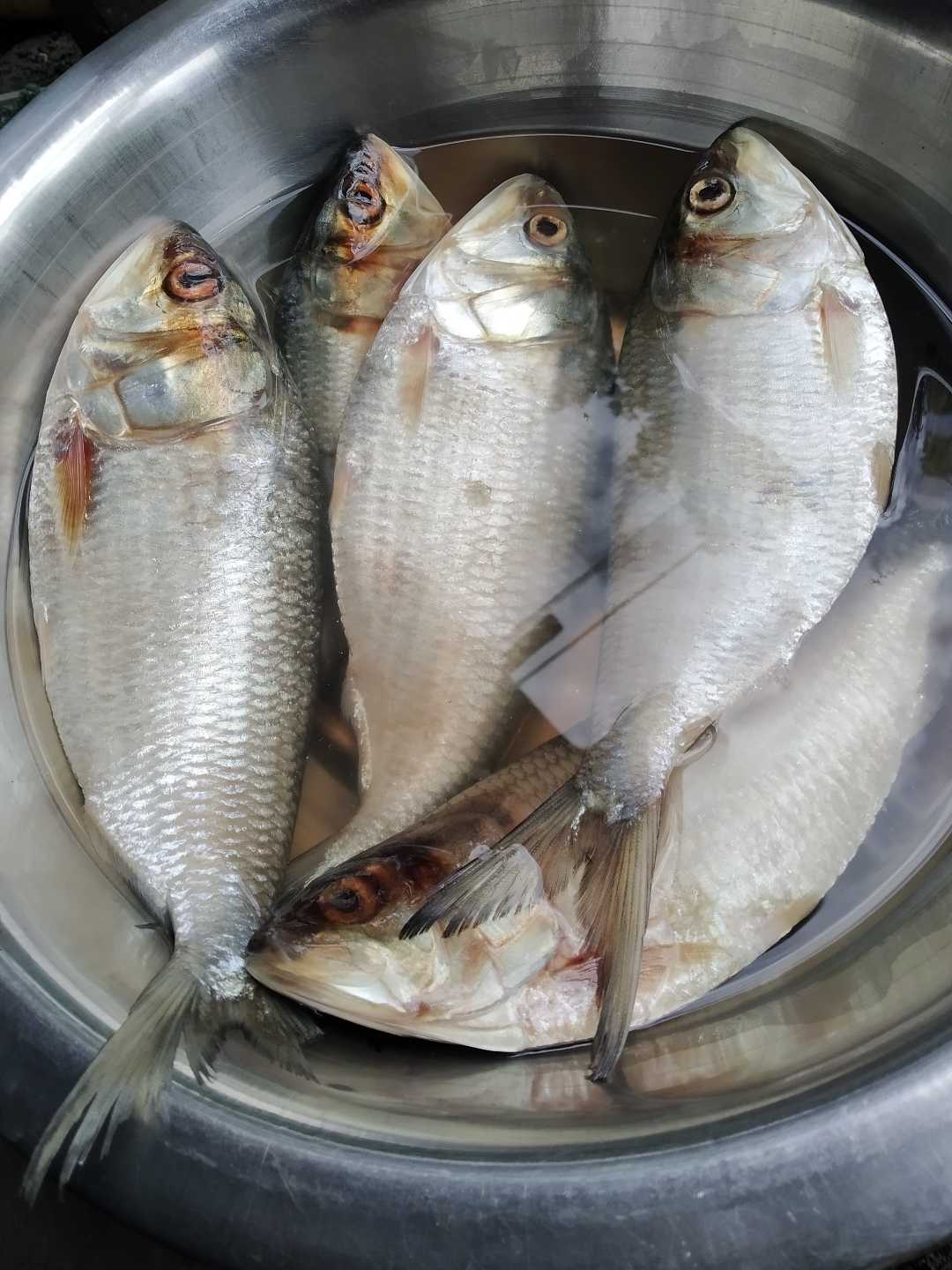 Fish