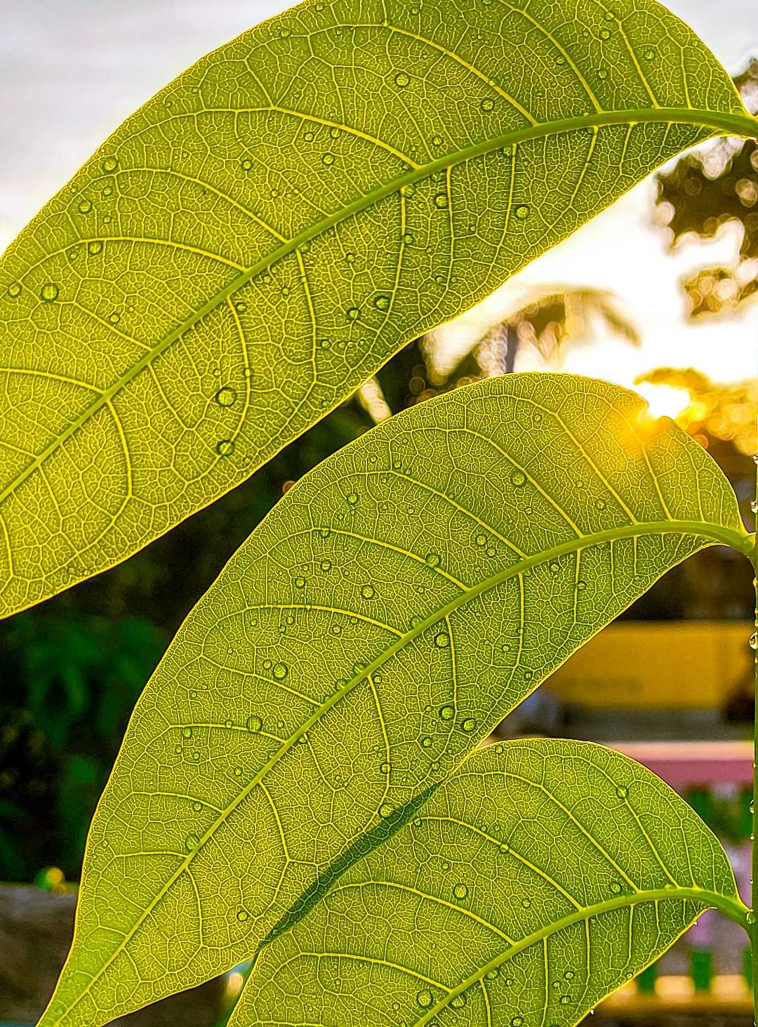 Freshness in Greenery 