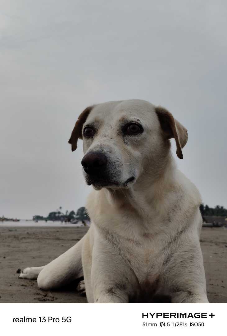animal portraits