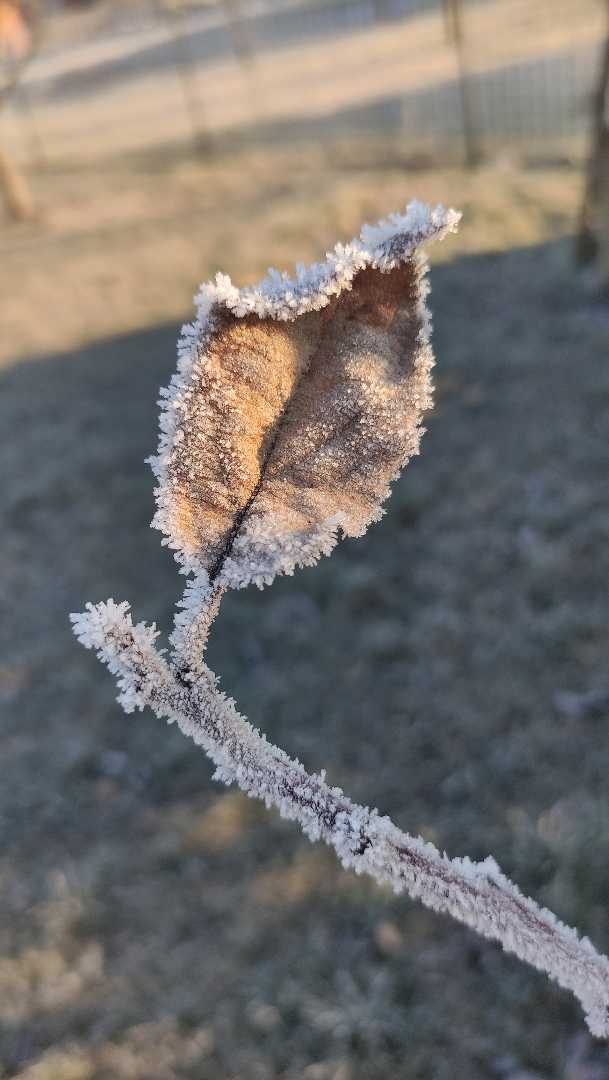 Cold morning