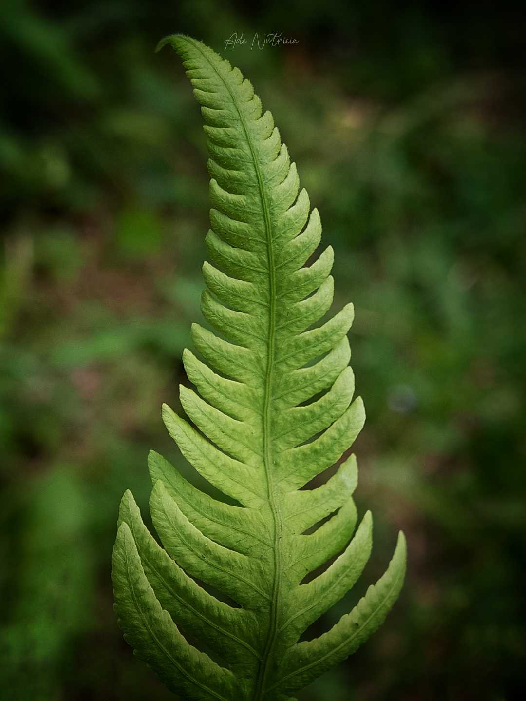 Dryopteris filix