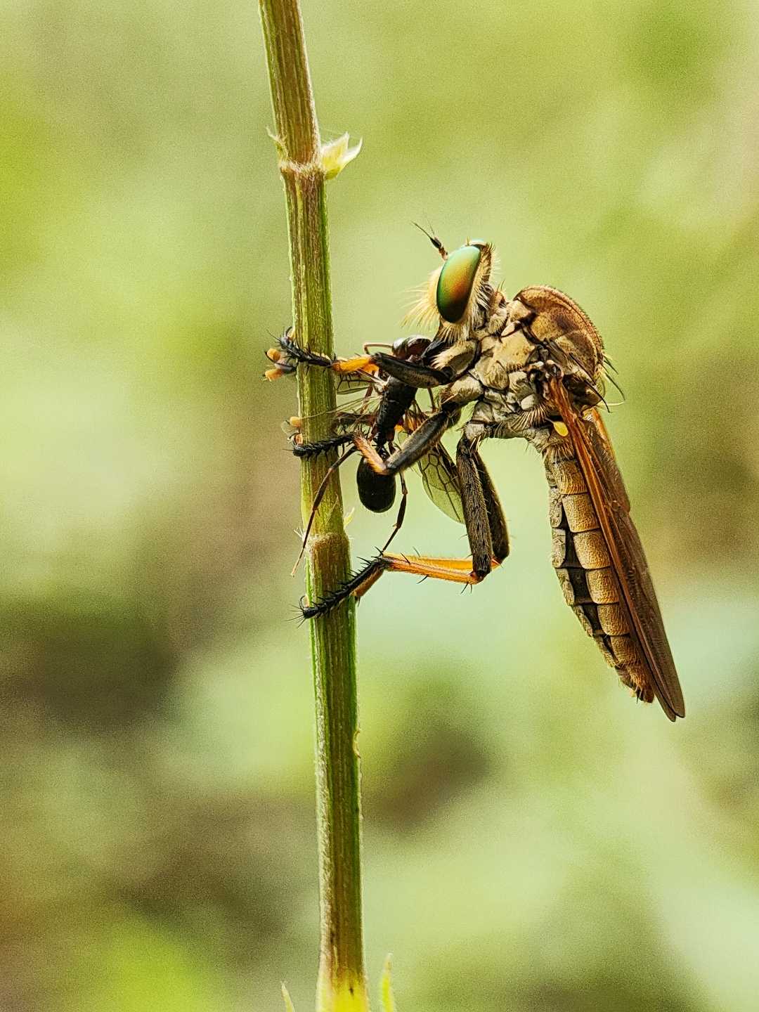 Roberfly