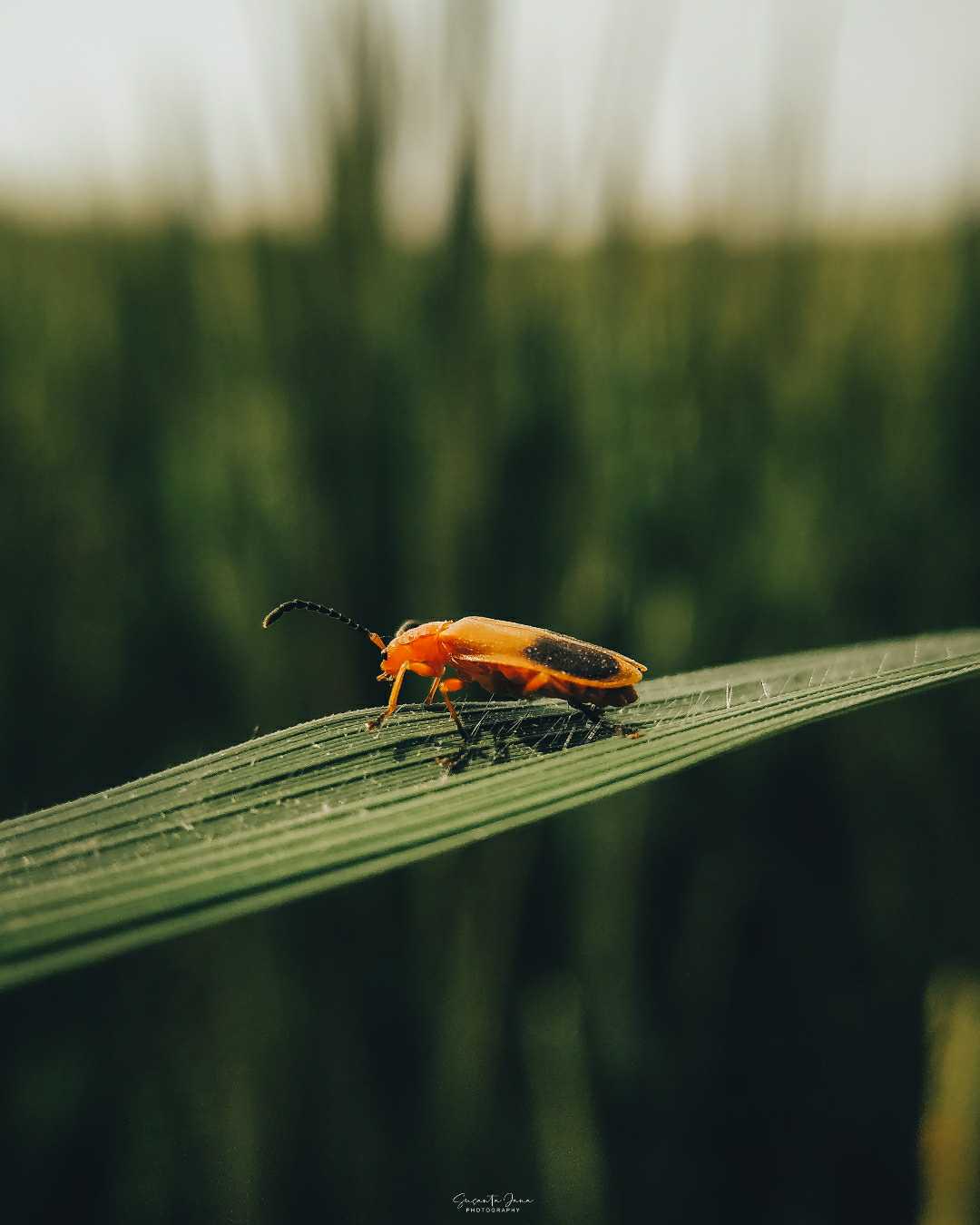 Insect.... 
