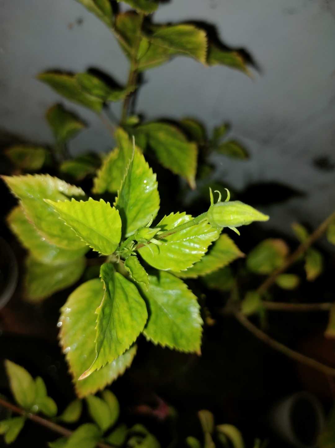 🌿