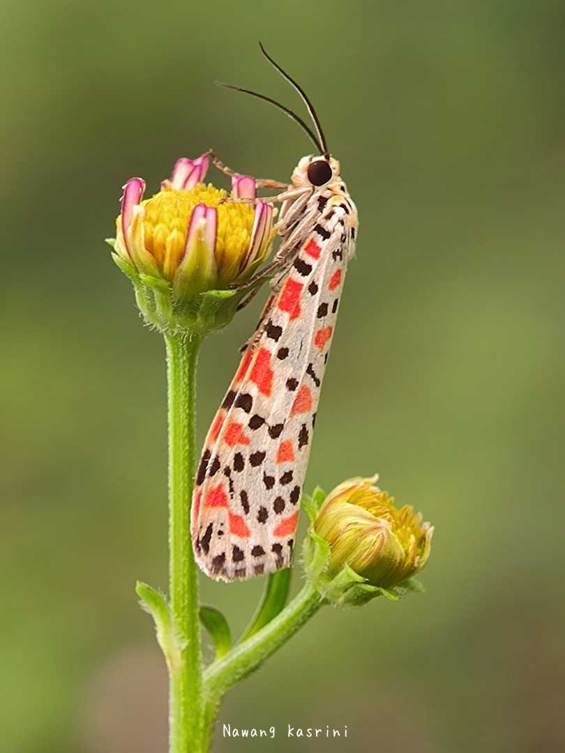 Moth : Utetheisa pulchella
